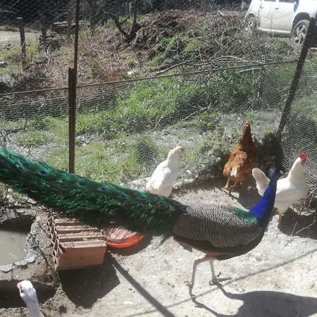 Agriturismo Ticci Seùlo Dış mekan fotoğraf