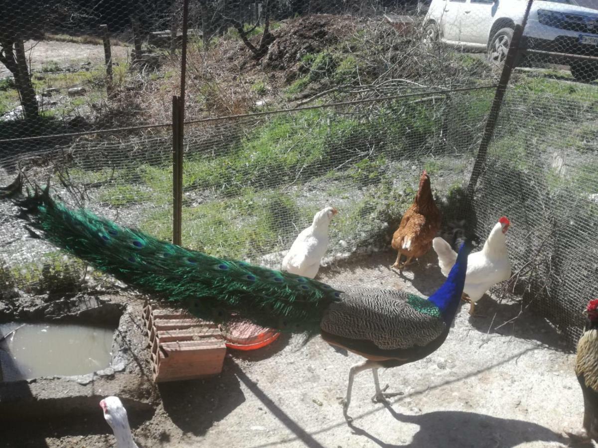 Agriturismo Ticci Seùlo Dış mekan fotoğraf